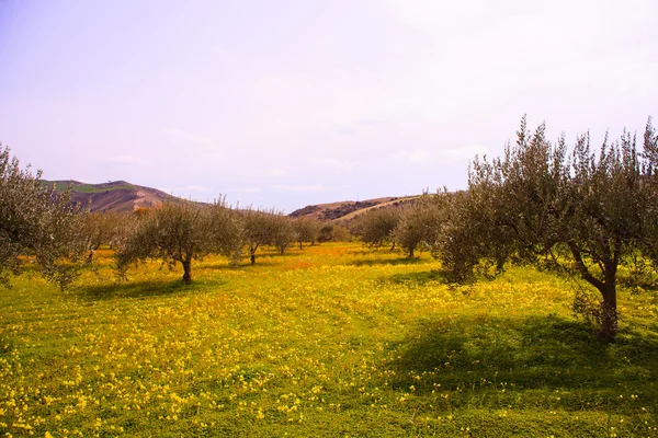 Сицилійської сільської місцевості — стокове фото
