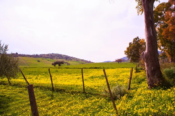 Flores amarelas na primavera — Fotografia de Stock