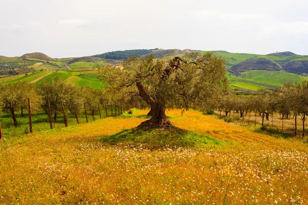 Campagna siciliana — Foto Stock