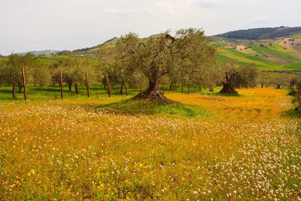 Sicilian countryside — Stock Photo, Image