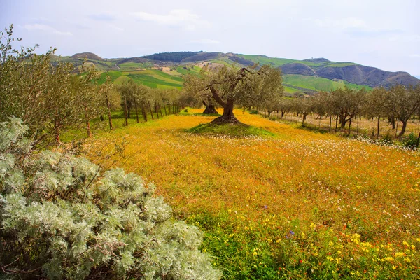 Sicilianska landsbygden — Stockfoto