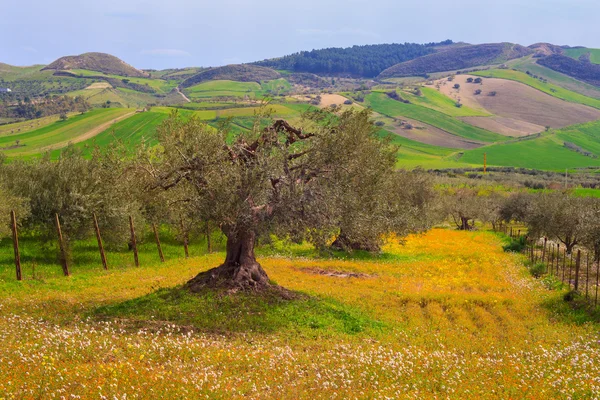 Campagna siciliana — Foto Stock