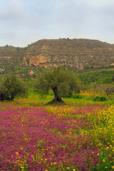 Siciliaanse platteland — Stockfoto