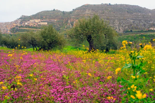 Campo siciliano — Foto de Stock