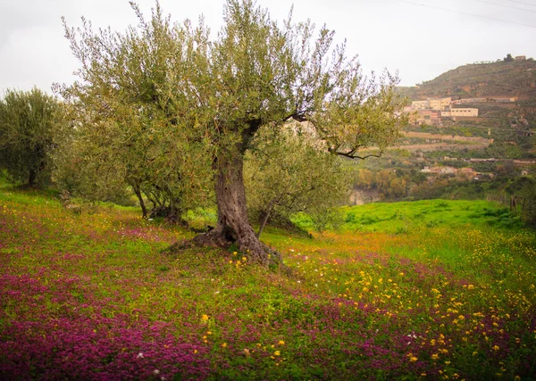 Siciliaanse platteland — Stockfoto