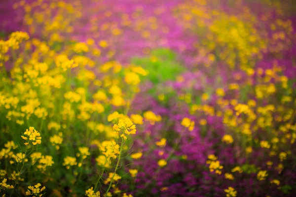 Blumen im Frühling — Stockfoto