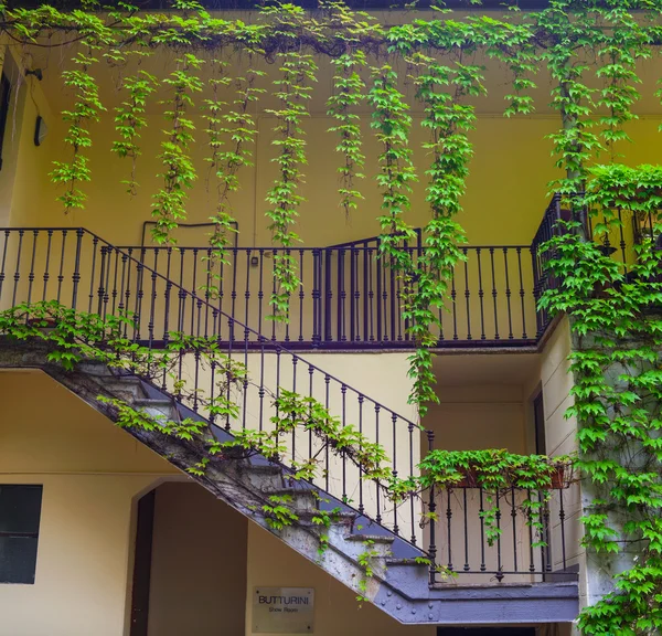 Ivy en la casa , — Foto de Stock