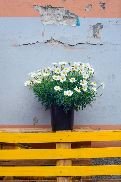 Topf mit Gänseblümchen — Stockfoto