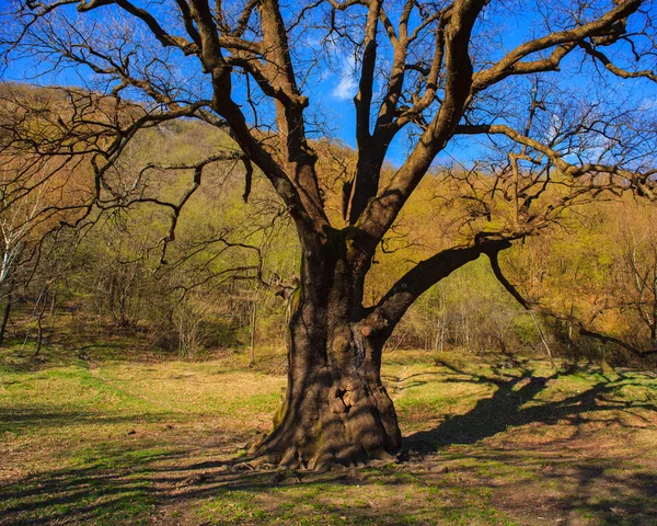 Grote eiken — Stockfoto