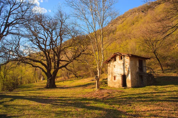 Büyük meşe — Stok fotoğraf