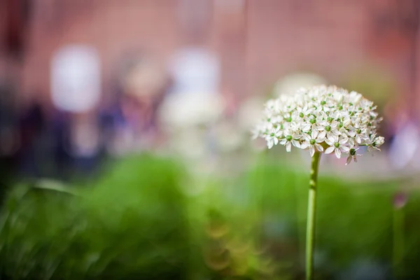 タマネギの花 — ストック写真