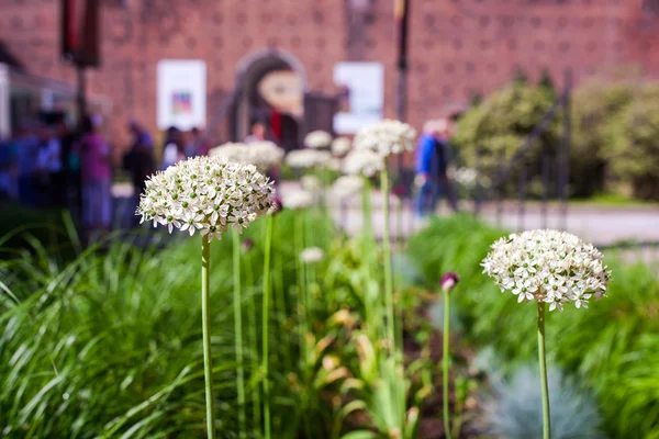 Flores de cebola — Fotografia de Stock