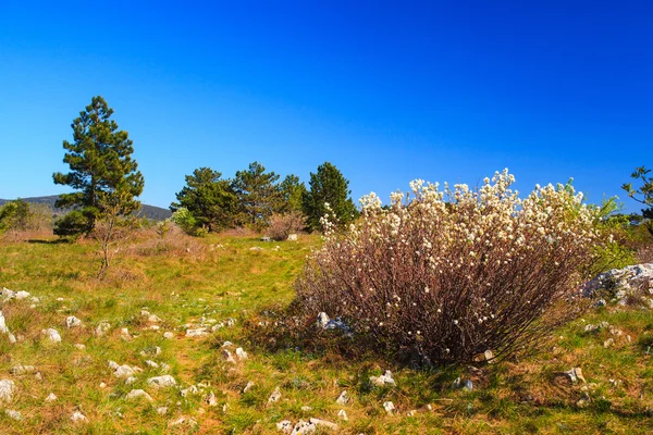 Amelanchier owalnego, powszechnie znany jako snowy mespilus — Zdjęcie stockowe