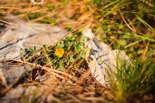 Fiori di campagna — Foto Stock