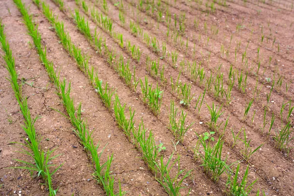 Campo de arroz —  Fotos de Stock