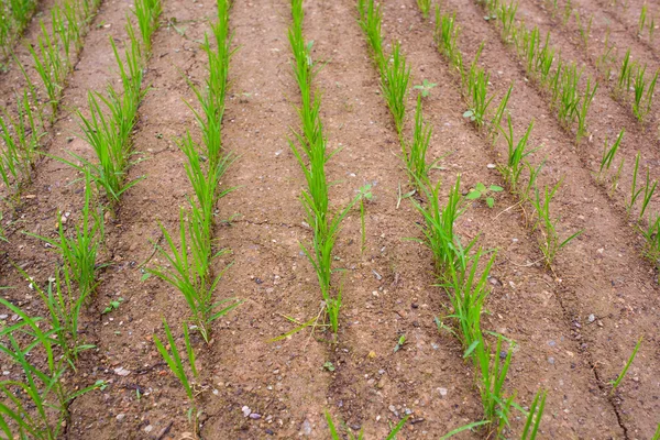 Campo de arroz —  Fotos de Stock