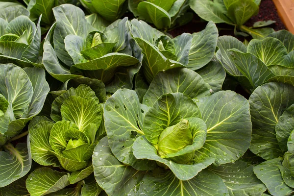 Kool veld — Stockfoto