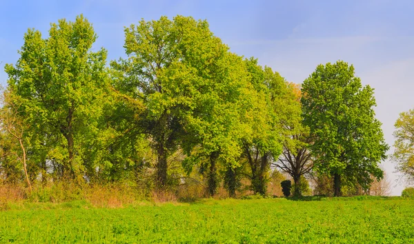 Träd — Stockfoto