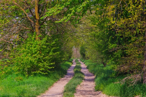 Countryside road — Stock Photo, Image