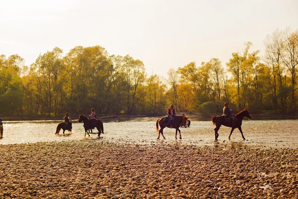 Horses, ticino river — Stock Photo, Image
