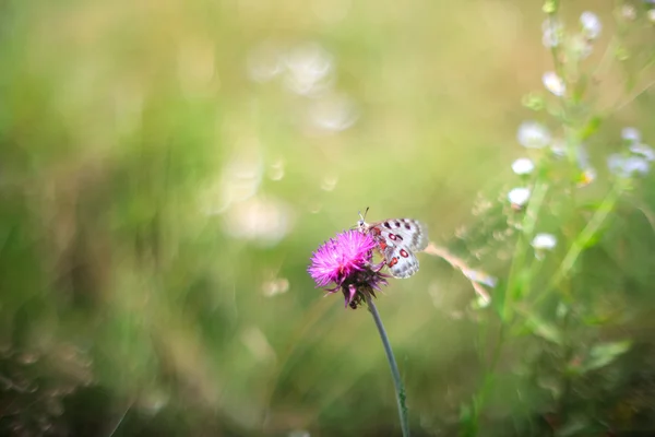 Motýl na květině — Stock fotografie