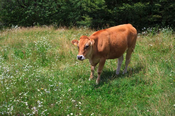 Выпас коров — стоковое фото