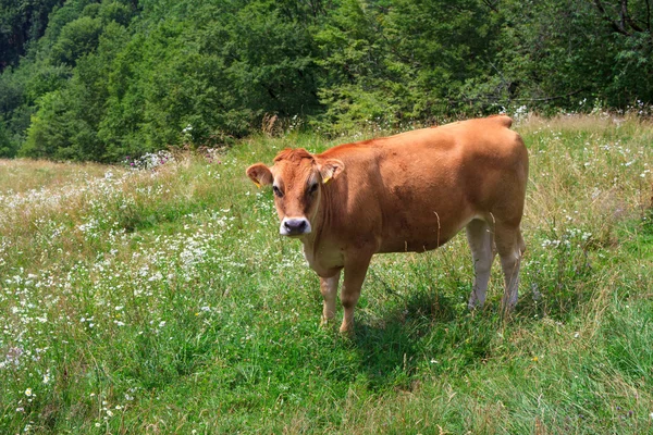 Cow grazing — Stock Photo, Image