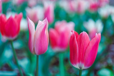 Bahar boyunca Miramare Kalesi 'nin arka planında bulanık laleler olan fuşya lalelerinin yakın çekimleri, Trieste