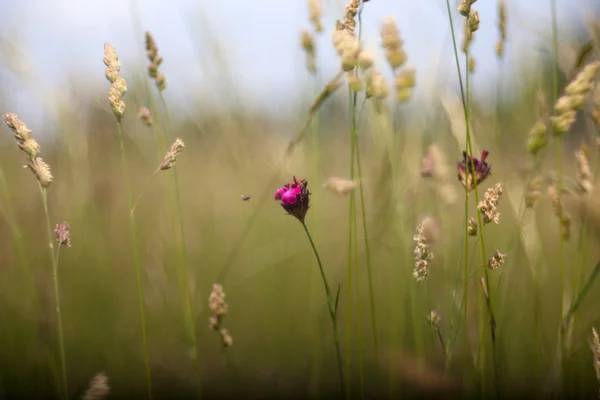 Countryside flowers view — Stock Photo, Image