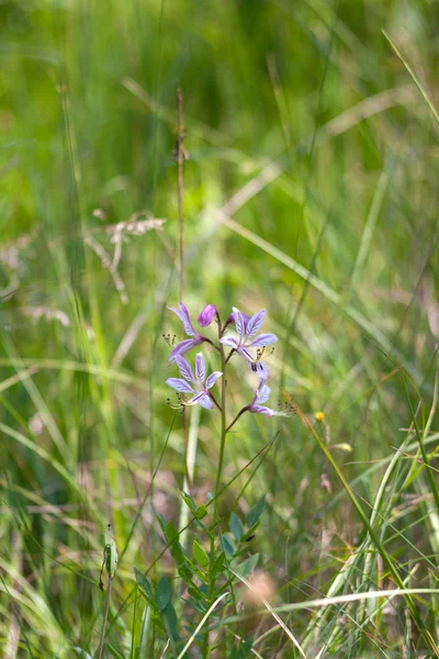 Vue sur les fleurs de campagne — Photo