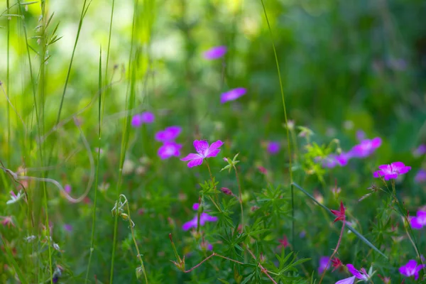 Campo flores vista — Foto de Stock
