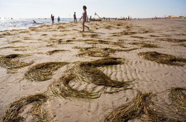 Posidonia oceanica, Grado beach