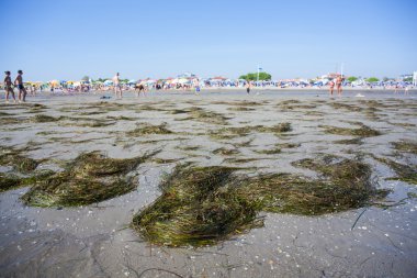 Posidonia oceanica, Grado beach