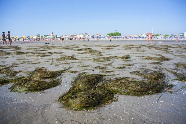 Posidonia oceanica, Grado beach — ストック写真