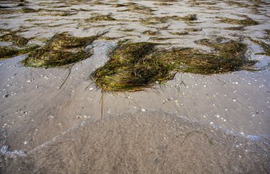 Posidonia oceanica, Grado beach