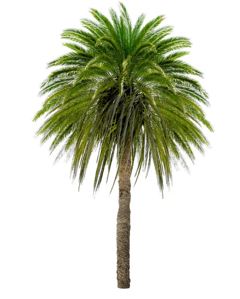 Palmeira com uma grande coroa — Fotografia de Stock