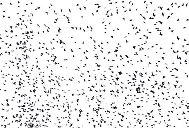 Göçmen kuşlar sürüsü.