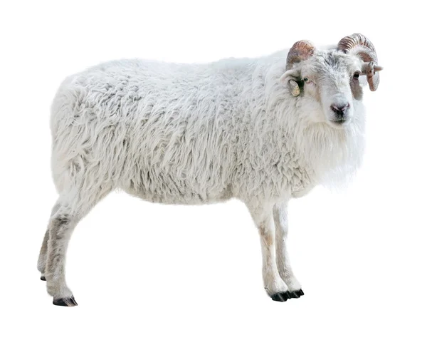 Ovce s hustými vlasy a stočené rohy vypadá na obrázku. — Stock fotografie
