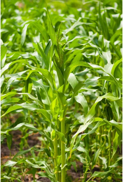 Plantação de milho verde . — Fotografia de Stock