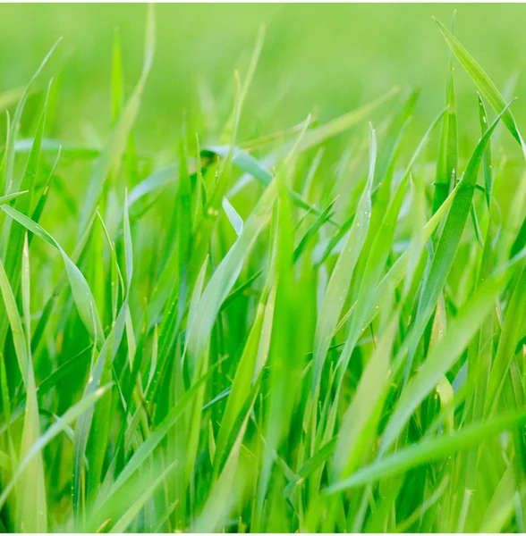 Grashintergrund - selektiver Fokus. — Stockfoto