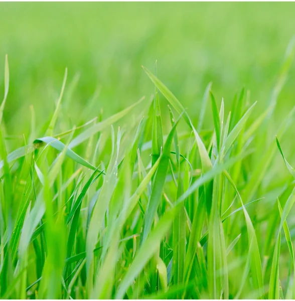 Grashintergrund - selektiver Fokus. — Stockfoto