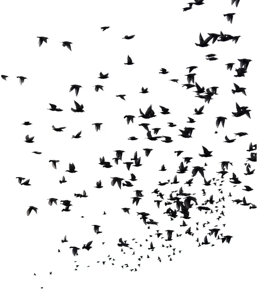 Um bando de aves migratórias . — Fotografia de Stock