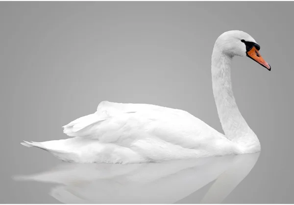 Cisne branco flutua na água — Fotografia de Stock