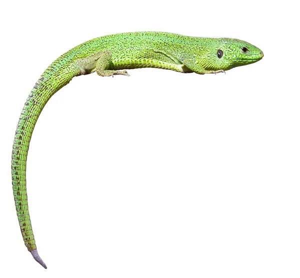 Green lizard with a twisted tail — Stock Photo, Image