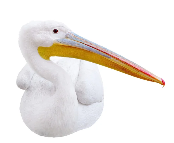 Pelikan sitzt seitlich sieht auf dem Bild. — Stockfoto