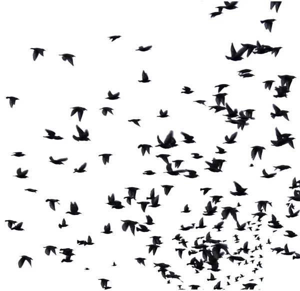 Um bando de aves migratórias . — Fotografia de Stock