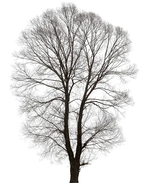 Grand arbre nu sans feuilles. — Photo