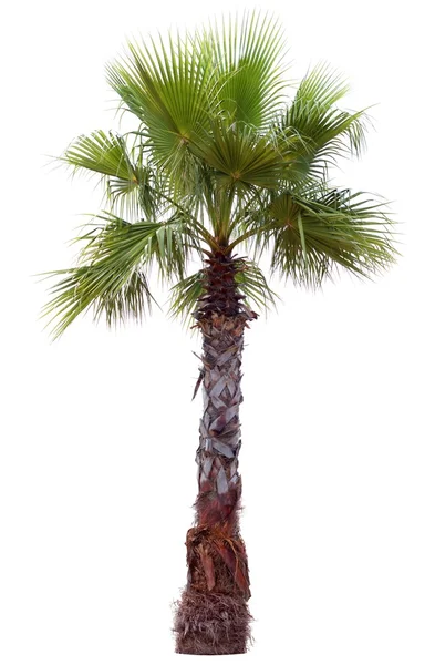 Palm tree with a large crown — Stok Foto