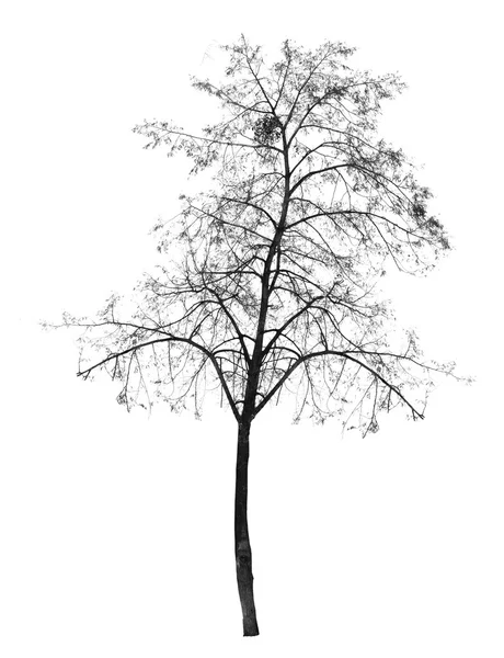 Árvore nua sem folhas. árvore de folha caduca. — Fotografia de Stock