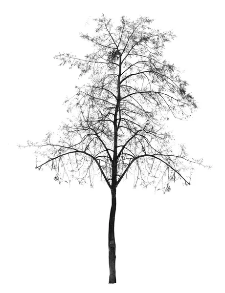 Kahler Baum ohne Blätter. Laubbaum. — Stockfoto